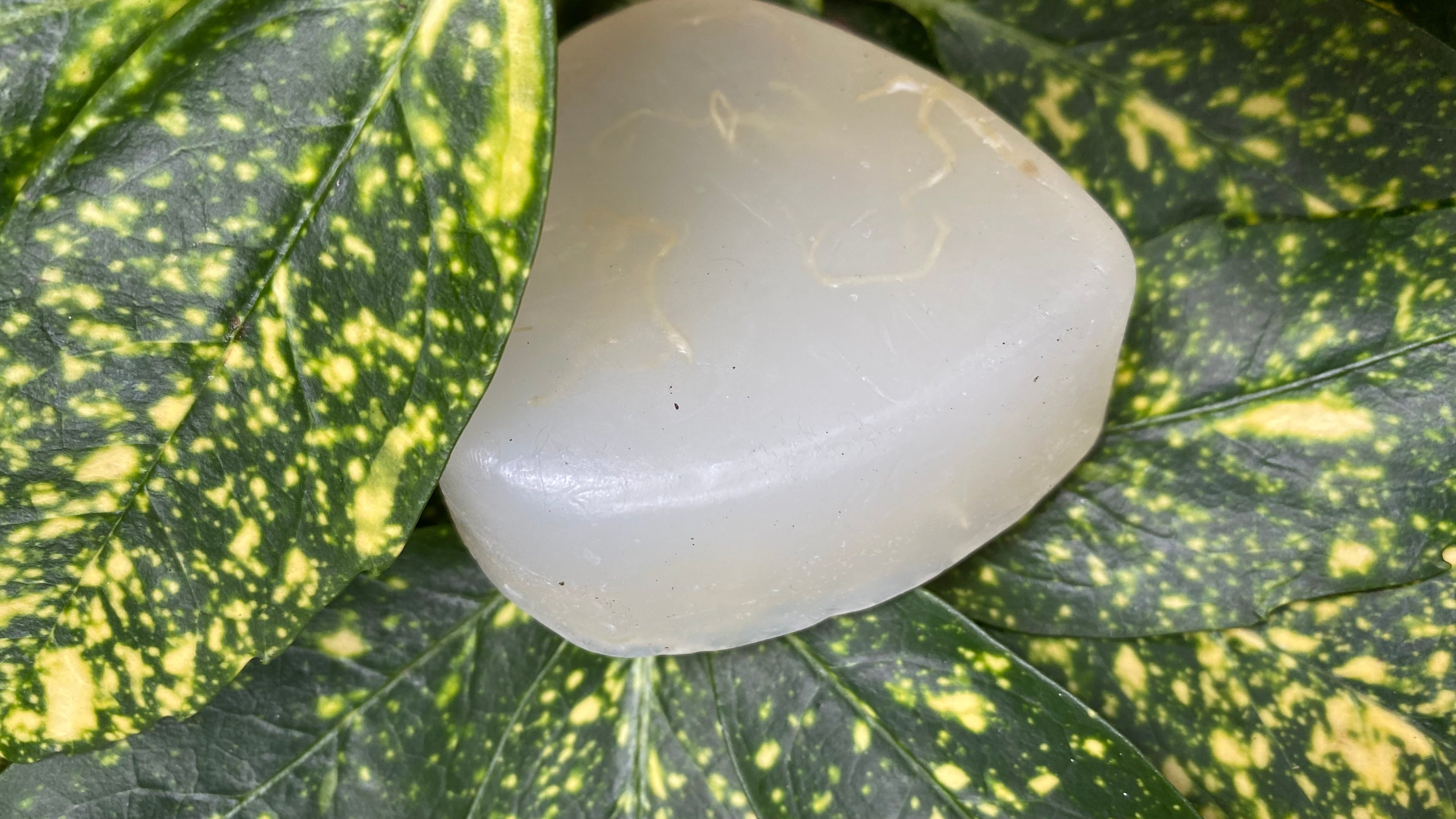 KEF's Seamoss & Lavender Facial Soap for Skin Repair 🪸